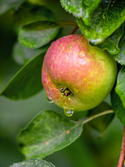 Close-up of wet apples growing on fruit tree
