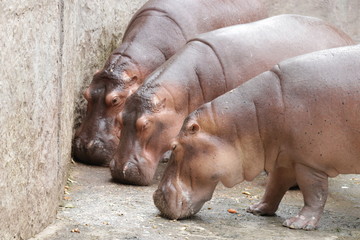 hippopotamus in the zoo