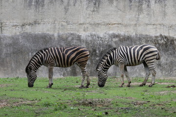 Fototapeta na wymiar zebra in the yard
