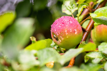 Close-up of wet apples growing on fruit tree