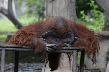 Close up Old Orangutang Sleeping on the wood Bed