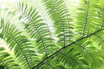 green leaves of a fern
