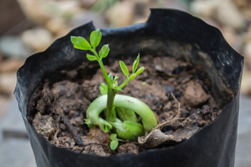 Cultivation of peanuts in the soil using black bags.