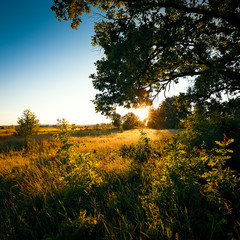 Dawn, the first rays of the sun break through the branches of a large oak tree growing in a field with various grasses.