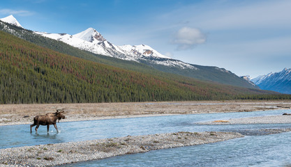 Moose in the spring