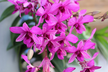 orchid flowers