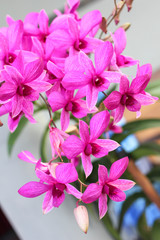 orchid flowers