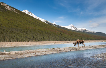 Moose in the spring