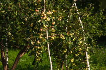 harvest: green apples on a tree in the garden. the products are ready for export. import of seasonal goods.