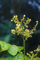 plants , flowers and insect image wallpaper background