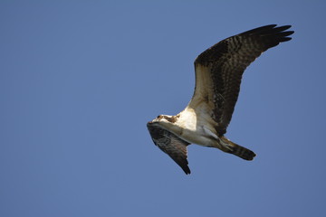 Osprey in flight