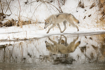Tundra wolf in winter, Montana.