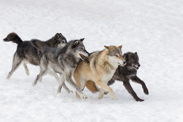 Tundra wolves exhibiting dominance behavior in pack setting in winter, Montana.