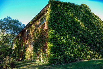 creeper covered ranch shed