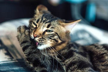 Little charcoal longhair bengal kitty laying at home and washing it's paw