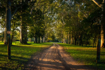 sand path surrounded by trees