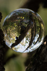Lensball