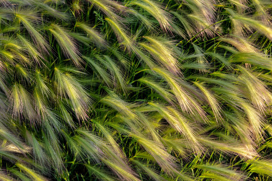 Close-up of foxtail barley in Medicine Lake National Wildlife Refuge, Montana, USA