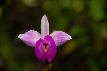 Fototapeta na wymiar flor orquídea con fondo desenfocado 