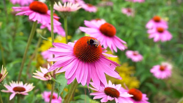 
bees and bumblebees flying on a purple flower plant