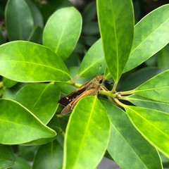 セセリチョウ緑に潜む