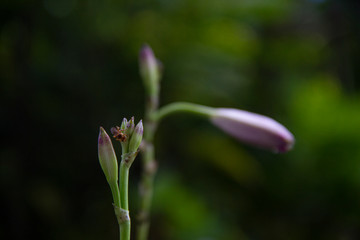 Insecto en flor con planta en segundo plano desenfocado  