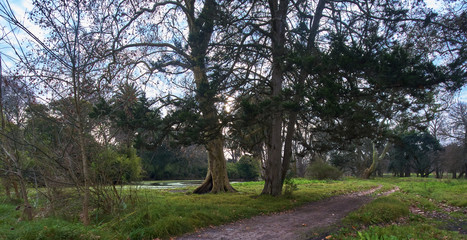 trees in the park
