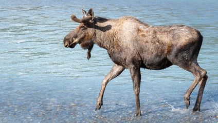 Moose in the spring