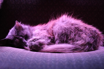 Sleeping cat on office chair in white/purple light