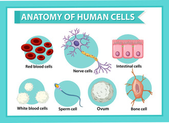 Information poster on human cells