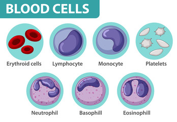 Type of blood cells