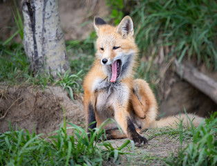 Red fox kits in the wild