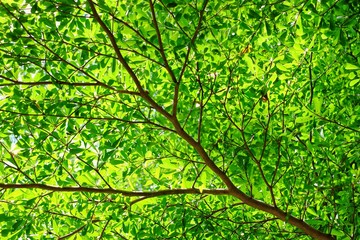 A low angle shot of terminalia tree branches with green leaves on a bright sunny day.