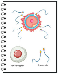 Human sex cells anatomy
