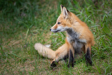 Red fox kits in the wild