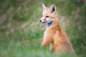 Red fox kits in the wild