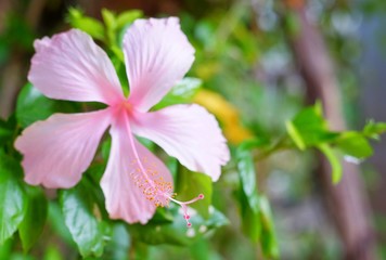 A close up picture of a blooming pink hibiscus flower.