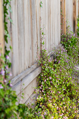 Quaint kenilworth ivy climbing the wooden boards of a fence with purple flowers; rustic scene of a pennywort ivy growing along a fence