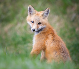 Red fox kits in the wild