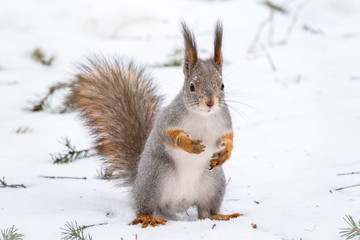 The squirrel sits on white snow. Portrait of a squirrel