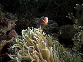 Naklejka na ściany i meble Pink Anemonefish protecting it's anemone Cebu Philippines