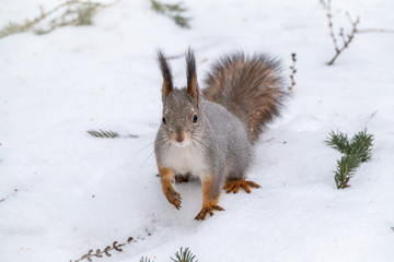The squirrel sits on white snow. Portrait of a squirrel