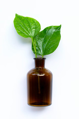 Piper sarmentosum or wildbetal leafbush with essential oil bottle on white background.