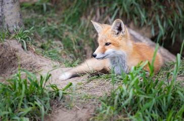 Red fox kits in the wild