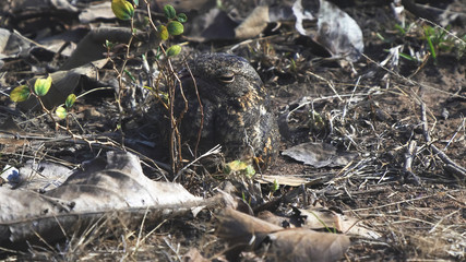a well camouflaged savanna nightjar at tadoba in india