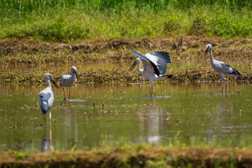 Asian openbills