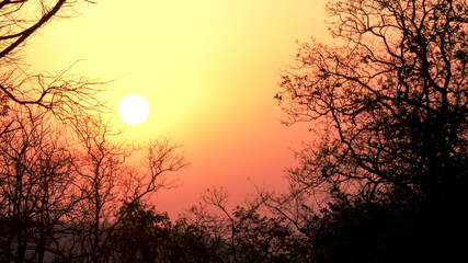 shot of a setting sun at tadoba in india