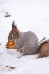 The squirrel sits on white snow with nut in winter.