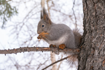 Obraz premium The squirrel with nut sits on a fir branches in the winter or autumn.