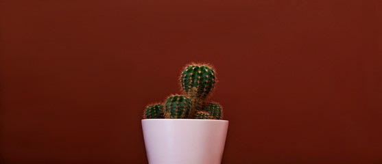 Cactus in pink pot on dark terracotta background. Creative space for design. Trendy minimalism.